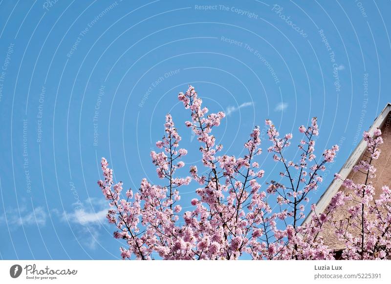 Spring feelings in the city, pink cherry blossoms and a cut roof rise into a bright blue sky with white clouds Pink Nature Blossom pretty Blossoming