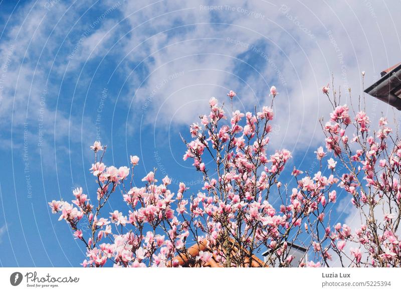 Spring feelings in the city, pink magnolias and some roofs rise into a bright blue sky with white clouds Magnolia blossom Magnolia branches Pink Magnolia tree