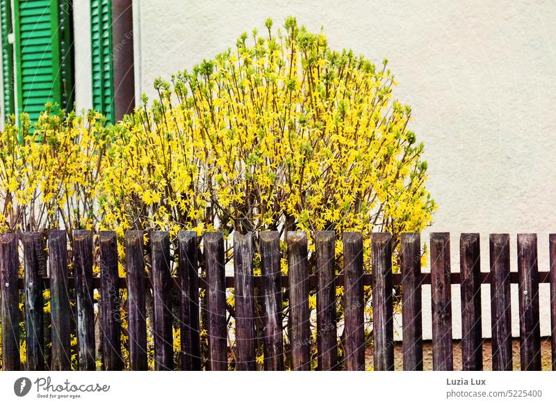 Forsythia in the front yard, green shutters and a brown picket fence Forsythia blossom forsythia gold bell Front garden Green Yellow Brown Fence lattice fence