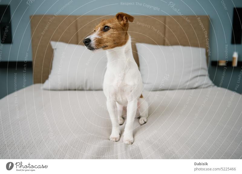 Cute dog sitting on the bed in living room, close up portrait cute bedroom pet animal lonely purebred adorable interior jack russell terrier looking background
