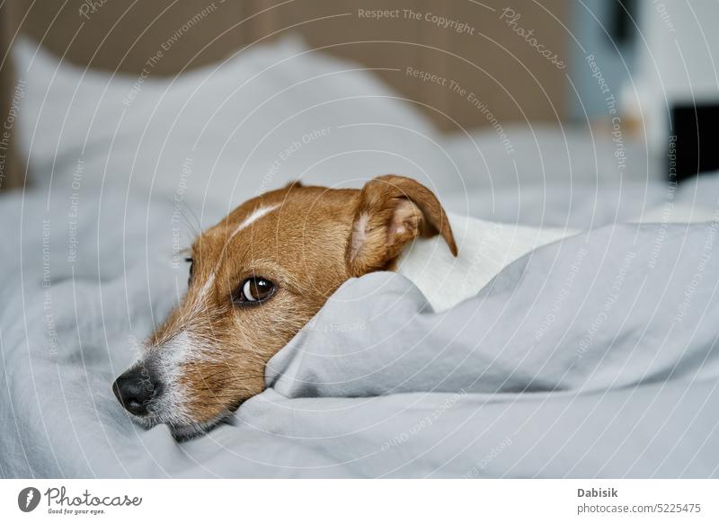 Close up shot of cute dog sleeping in bed. bedroom pet animal lying lonely sad adorable tired background blanket home bored white face portrait funny eyes