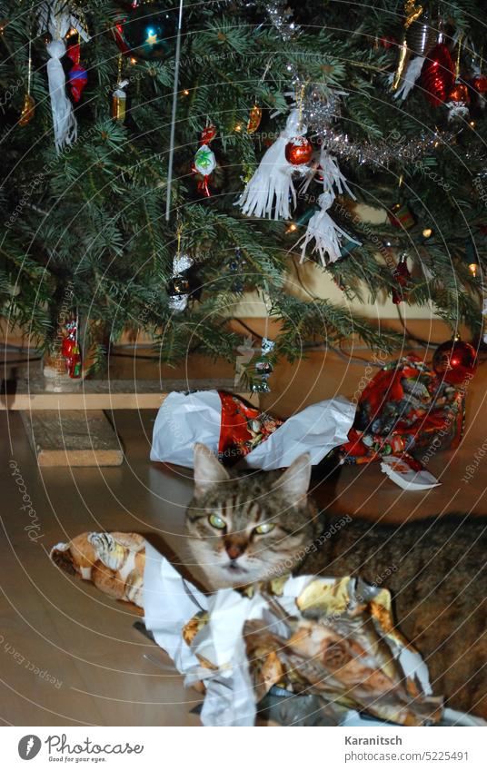 A cat sits between wrapping paper under the Christmas tree. Cat Domestic cat Animal Pet mackerelled Striped Playing Sit Gift wrapping Adorned gifts unwrap