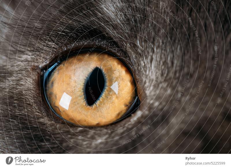 Close Up Funny Curious Black Silver Tabby Maine Coon Cat Eye. Coon Cat, Maine Cat, Maine Shag. Amazing Pets Pet adorable adult cat animal beautiful black breed