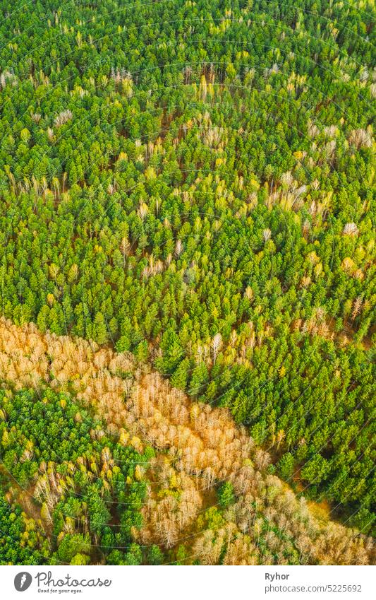 Spring Season. Aerial View Of Deciduous Trees Without Foliage Leaves And Green Pine Forest In Landscape In Early Spring. Top View From Attitude. European Woods At Springtime. Natural Border