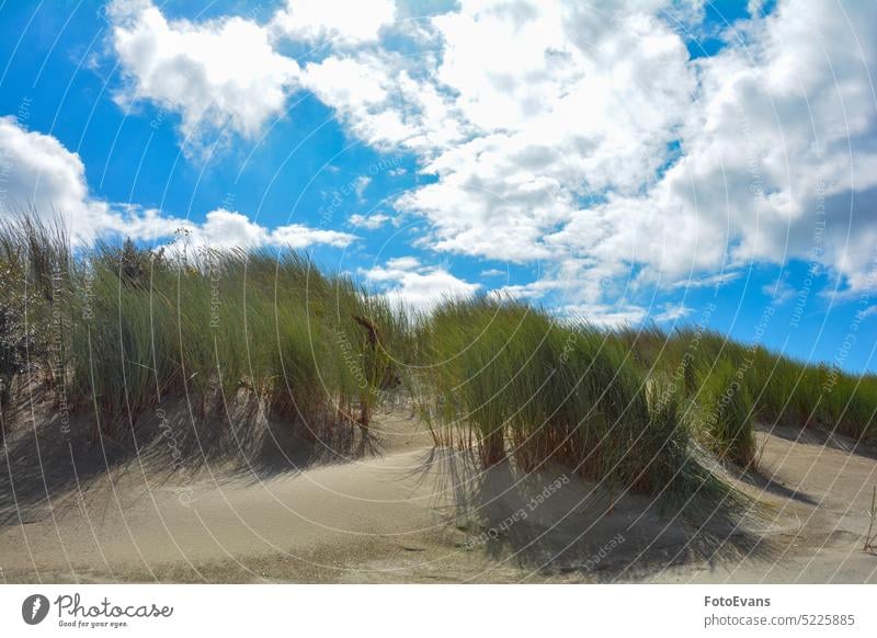 Beach grass on the coast with blue sky North Sea beach time out sand Dunes plants nature copy space summer day vacation beach grass scenery sea wellness