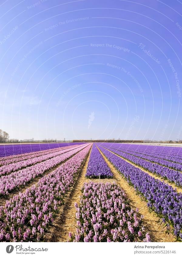Spring flower fields of the Netherlands Landscape Flower hyacinth Field Pink Purple Sky springtime