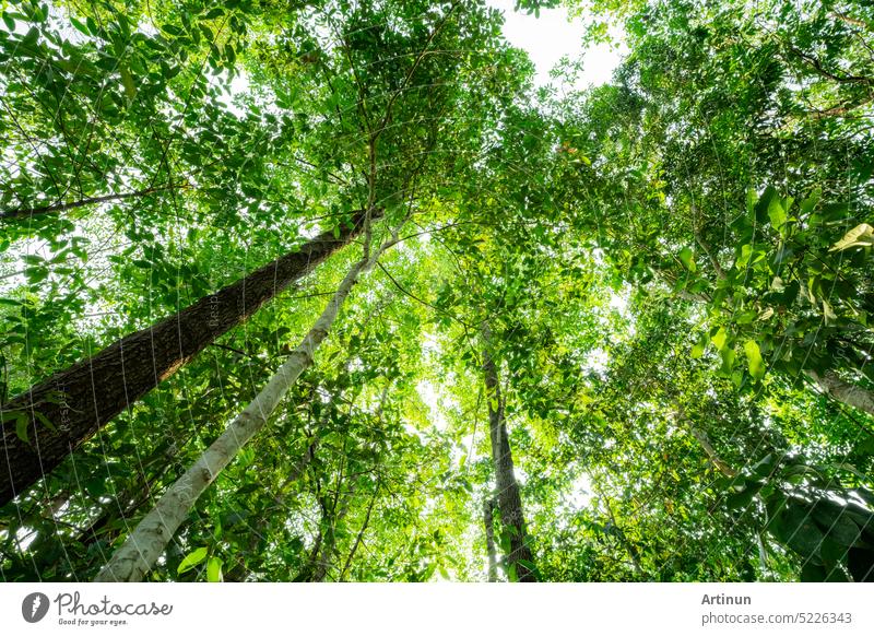 Bottom view of tree trunk to green leaves of trees in tropical forest. Tree forest for sale carbon credit. Carbon dioxide reduction. World environment day background. World natural source of oxygen.