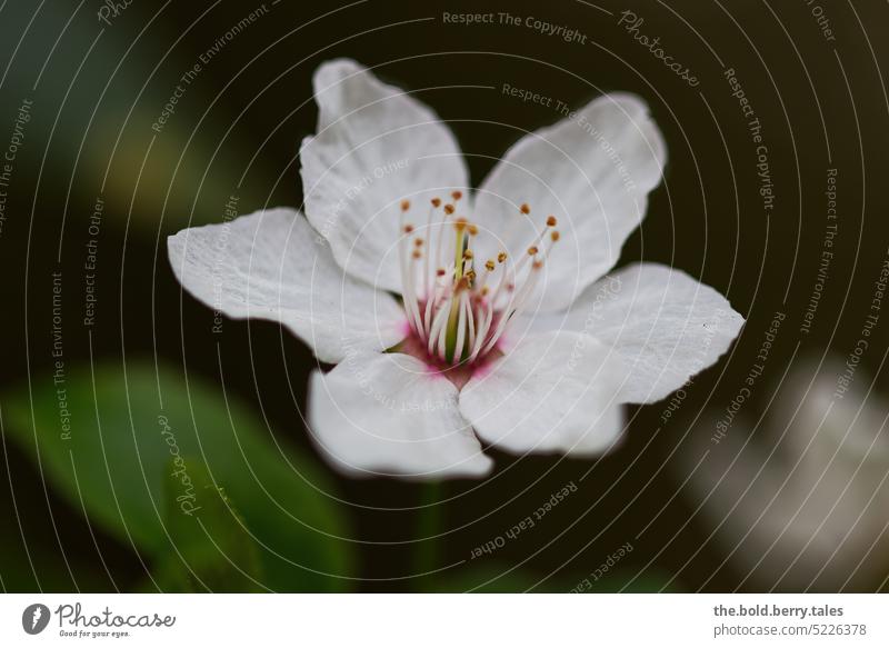 White cherry blossom against dark background Blossom Cherry blossom Spring Blossoming Colour photo Plant Close-up Shallow depth of field Exterior shot Nature