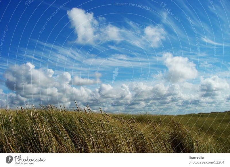 Typical Denmark Field Clouds Grass Grain Sky Blue Wind Beach dune