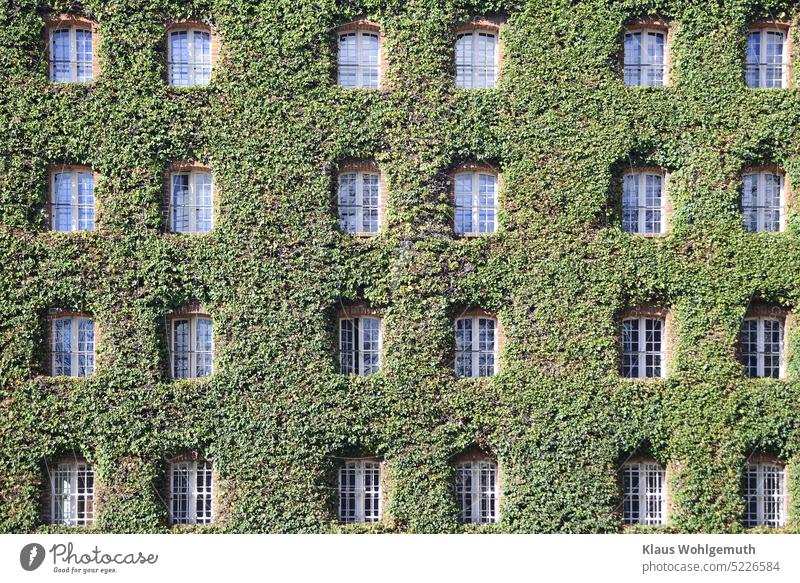 Brick facade with 24 windows covered with ivy Facade Cladding ranched house Ivy Building Window Window pane Green Foliage plant Evergreen plants Architecture