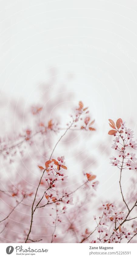 Spring sakura background, light pink and beige spring aesthetic japan wallpaper dreamy pastel pastel background pastel pink romantic may Nature blossom Delicate