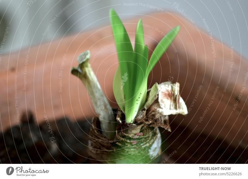 Bulb of a faded amaryllis with new shoots Flower bulb faded away Amaryllis Terracotta pot Close-up Plant amaryllidaceae Hippeastrum bulb flower sprout leaves