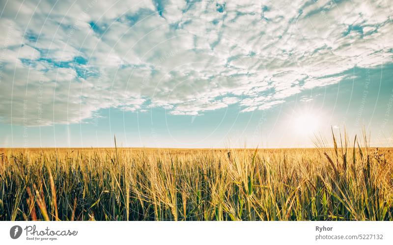 Summer Sun Shining Above Agricultural Landscape Of Young Green Wheat Field blue grow nature summer ear green plantation rural nobody farm landscape countryside