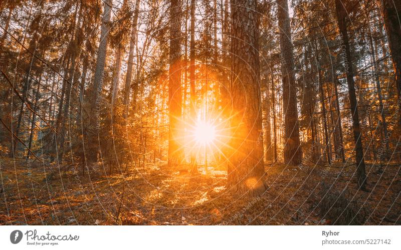 Beautiful Sunset Sunrise Sun Sunshine In Sunny Autumn Coniferous Forest. Sunlight Sunrays Sunbeams Through Woods In Fall Forest Landscape sunray autumn sunlight