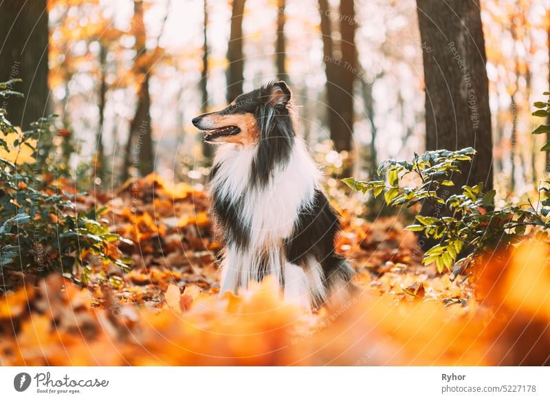 Tricolor Rough Collie, Funny Scottish Collie, Long-haired Collie, English Collie, Lassie Dog Outdoors In Autumn Day. Portrait tricolor forest english scottish