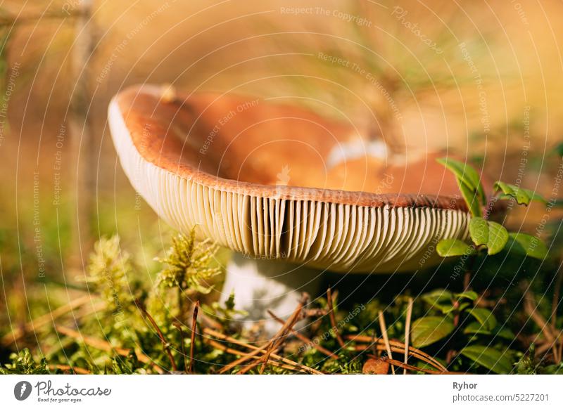 Mushroom Russula emetica - sickener, emetic russula, or vomiting russula. Autumn Forest. Conditionally edible fungus. Belarus, Europe autumn
