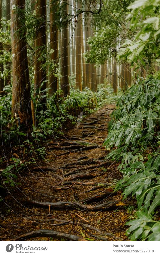 Forest on Azores islands Nature Tree Wood Deserted Tree trunk Environment Exterior shot Timber Forestry Brown forest trees Plant Day Colour photo Landscape