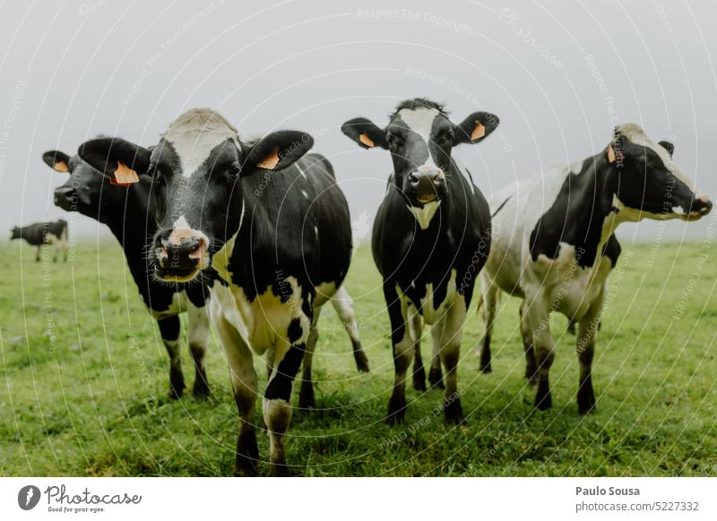 Group of cows Group of animals Cow Farm Farm animal Agriculture Nature Herd Exterior shot Meadow Willow tree Animal Cattle Colour photo Cattle breeding
