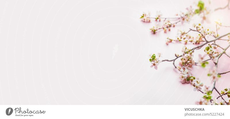 Springtime background with cherry blossom branches at pale pink background. Banner springtime background banner pastel frame top view beautiful floral nature