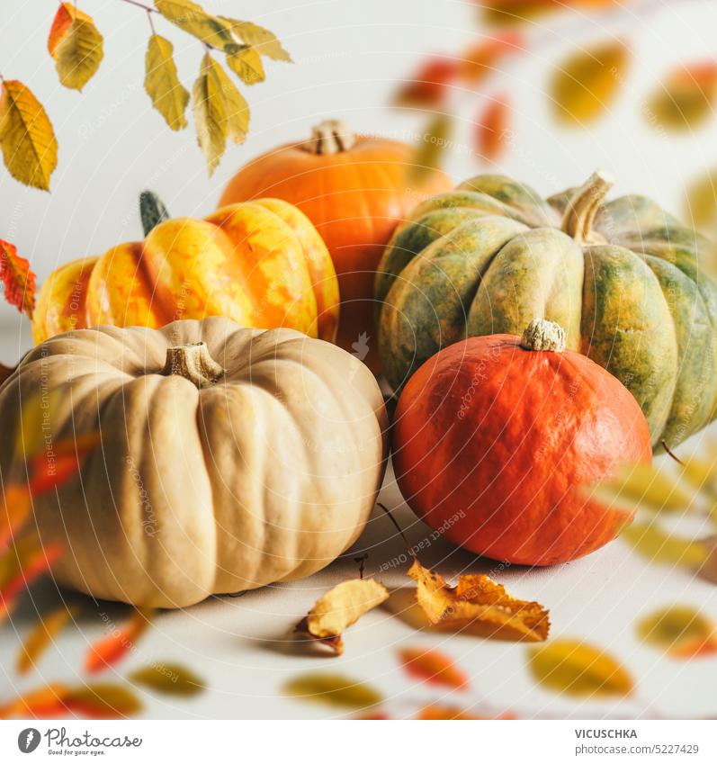 Various colorful pumpkins with autumn leaves. various vegetable harvest thanksgiving season background seasonal fall leaf food