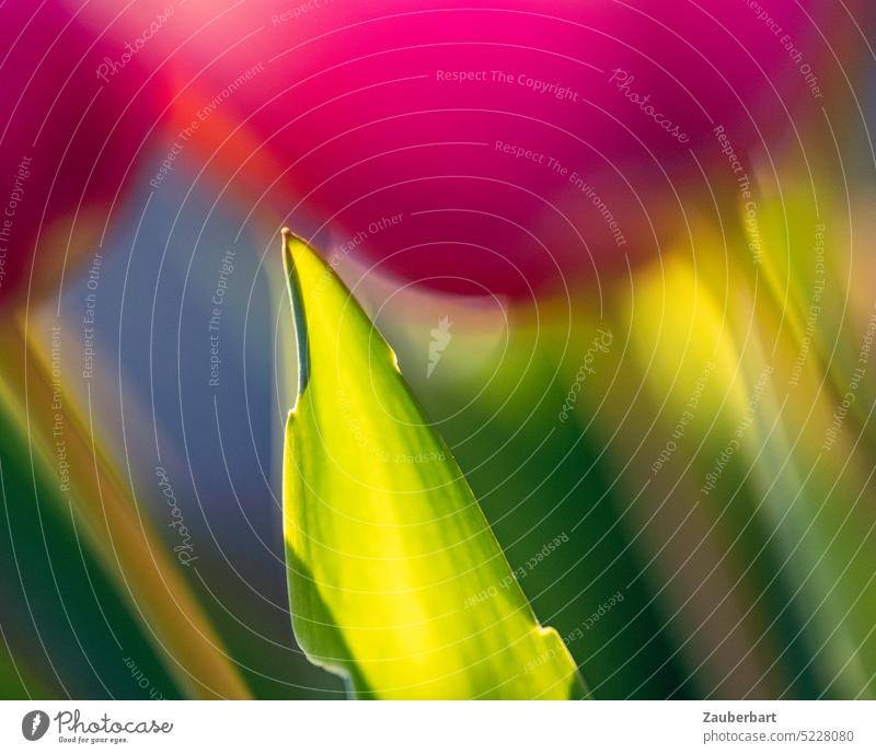 Blurred flowers of tulip, in front of it pointed leaf in backlight, stem Blossom Leaf Tulip peak Red blurred Back-light bokeh Spring Flower colored Bright Green