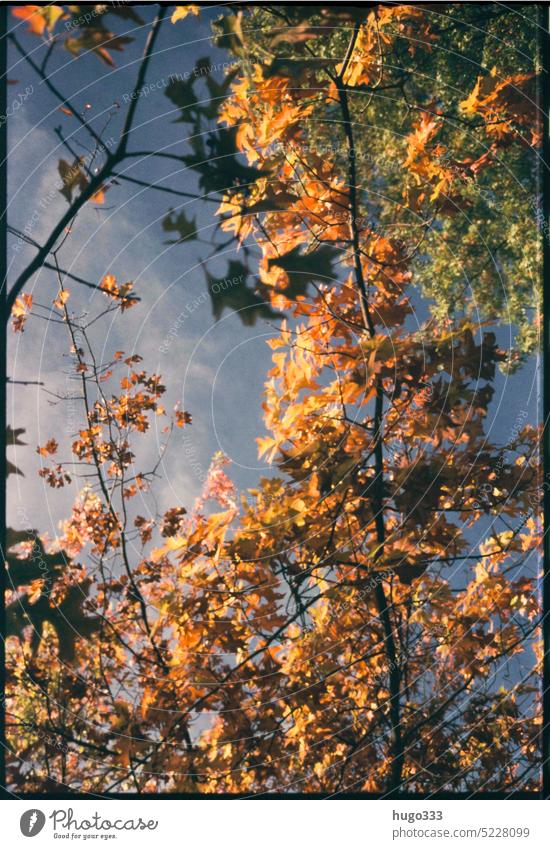 Autumn Edgewise Autumn leaves Tree Yellow colors Sky branches Twigs and branches Nature Autumnal colours Early fall Exterior shot Seasons Environment Plant Leaf