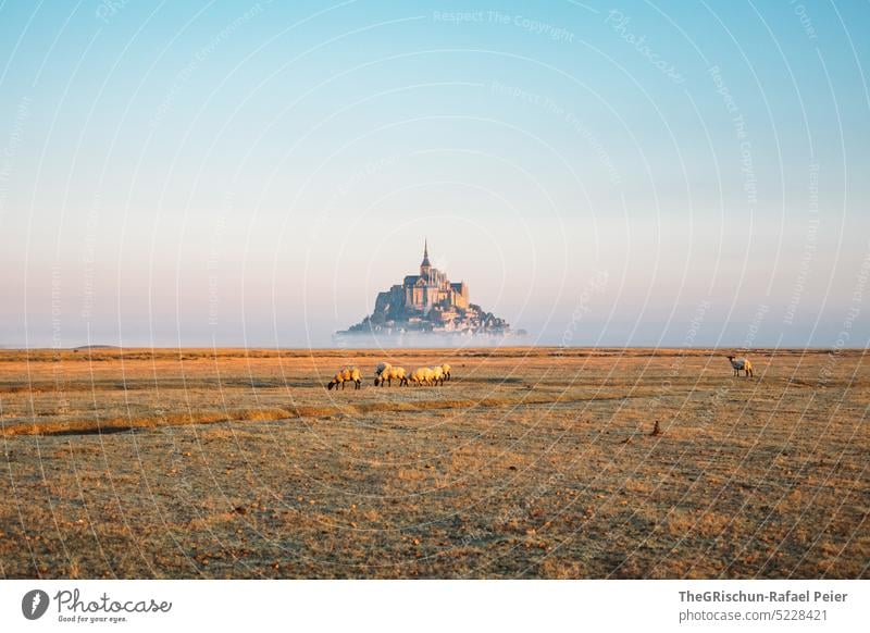 Meadow with sheep and Mont Saint Michel in background Willow tree Blue sky Flock Grass Landscape Farm animal Nature Group of animals Herd Sheep