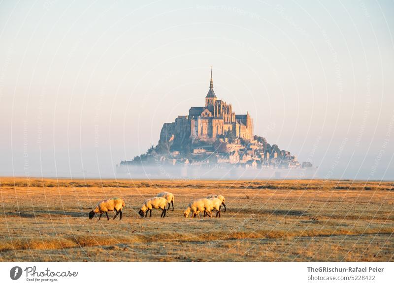 Meadow with sheep and Mont Saint Michel in background Willow tree Blue sky Flock Grass Landscape Farm animal Nature Group of animals Herd Sheep