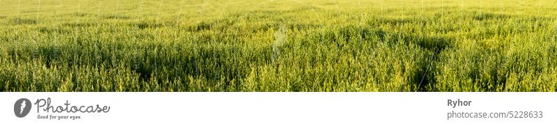 Oats Field Background. Panorama, Panoramic View agriculture beautiful cereal color copy space countryside crop cultivated farm field flora food greenery growth