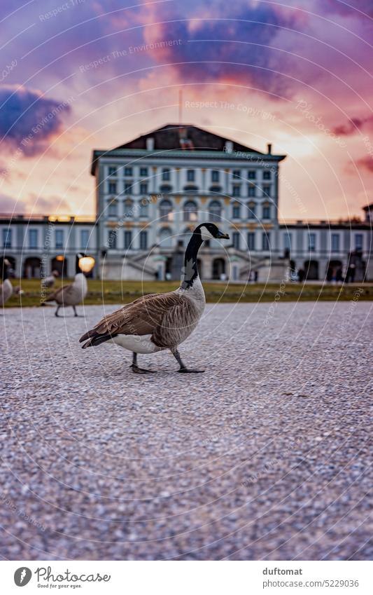 All waddles in front of Nymphenburg Palace at sunset Goose waterfowl Gray lag goose Nymphenburg castle Munich Lock Castle yard Castle grounds Brilliant
