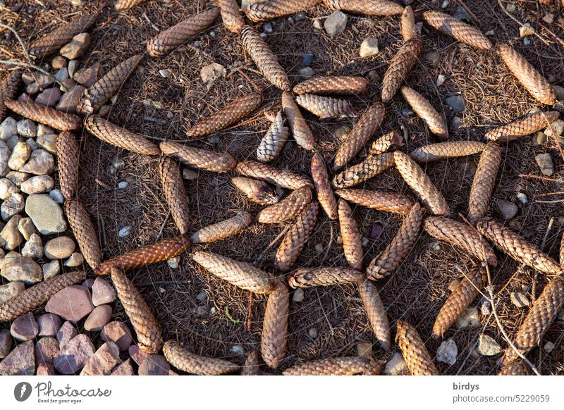 Mandala from pine cones and stones on the forest floor Creativity circularly Fir cone natural materials Forest Decoration Close-up Cone Woodground naturally