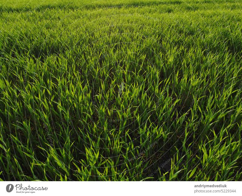 agriculture. green field of early wheat at sunset sunset sunlight movement. green grass sways in lifestyle the wind. Natural texture background, young wheat sprouts waving in wind. Harvest organic