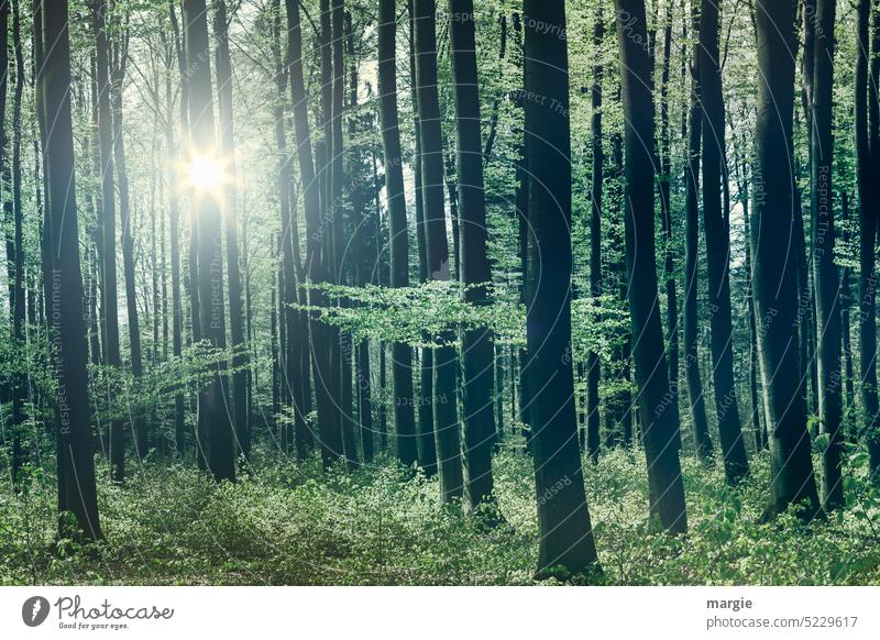 Forest in spring trees Tree Nature Deserted Light Spring Environment Sunlight Green Exterior shot Tree trunk Deciduous tree Deciduous forest Leaf Growth plants