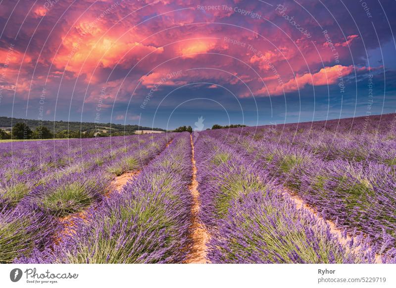 Blooming Bright Purple Lavender Flowers Field in Provence, France. Summer Agricultural landscape under sunny sky. Scenic view. Altered Sunset Sky. agriculture