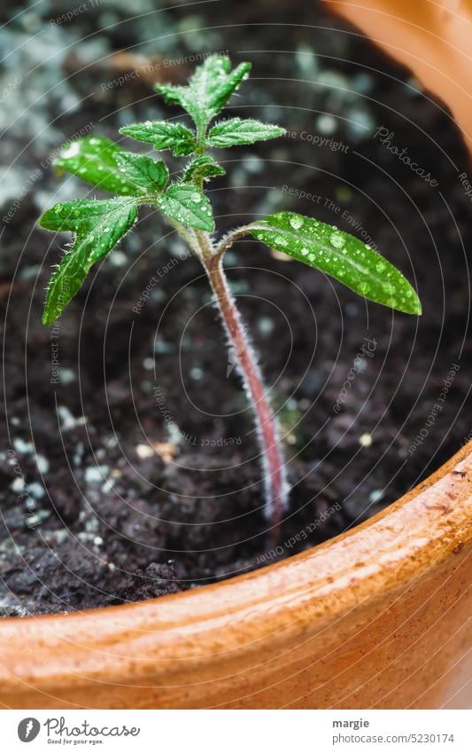 Small plant in pot Plant Flowerpot Pot plant Tomato Foliage plant Earth Potting soil Leaf grow Green Growth Close-up Nature Colour photo Agricultural crop