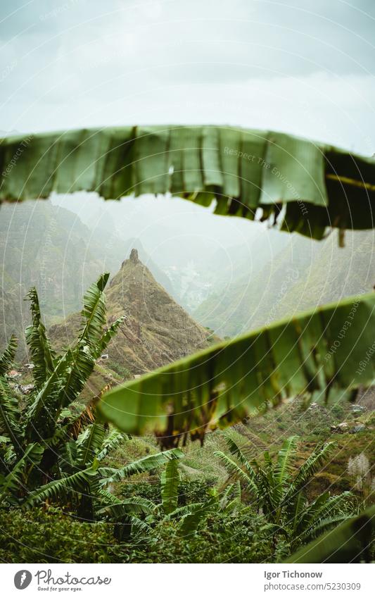 Mountain peak of Xo-xo valley visible throught the banana leaves frame down the valley. One of the best trekking route on Santo Antao island, Cape Verde. Cloudy weather