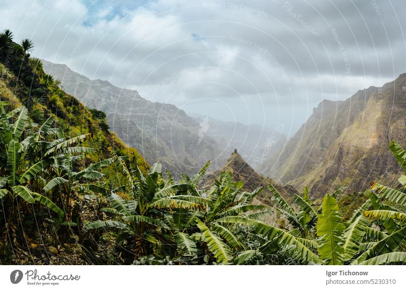 Banana plants on the trekking route to Xo-Xo valley. Harsh peaks of the mountains in background. Santo Antao island, Cape Verde bananaplants antao hiking