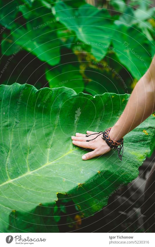 Female hand stroking touching huge lotus leaf closeup season background female morning art colorful culture lotusflower ornamental picture tropical plant