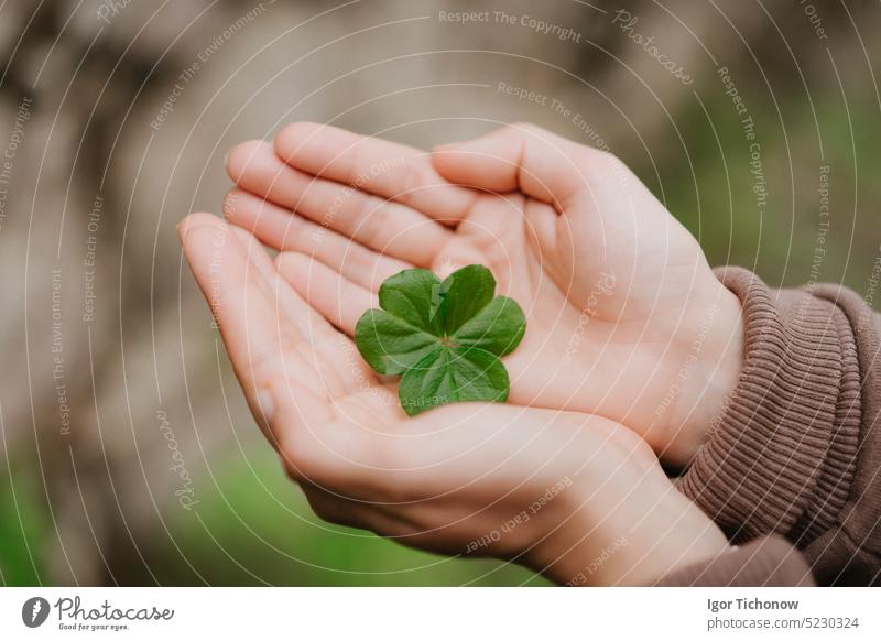 Holding a clover leave on the in female hand palms. Concept of luck woman floral girl spring nature leaf plant day finger symbol care hope lucky natural closeup