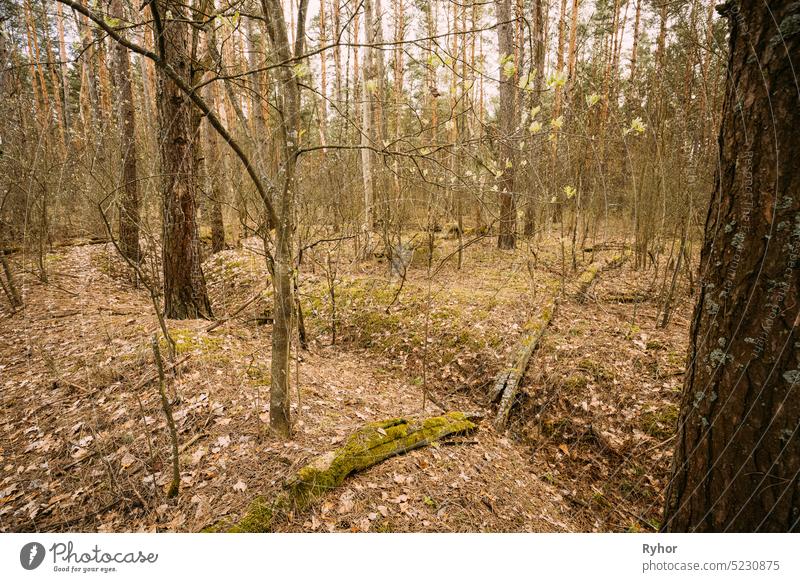 Old Abandoned World War II Trenches In Forest Since Second World War In Belarus. Early Spring or Autumn Season trench trenches war old abandoned autumn battle