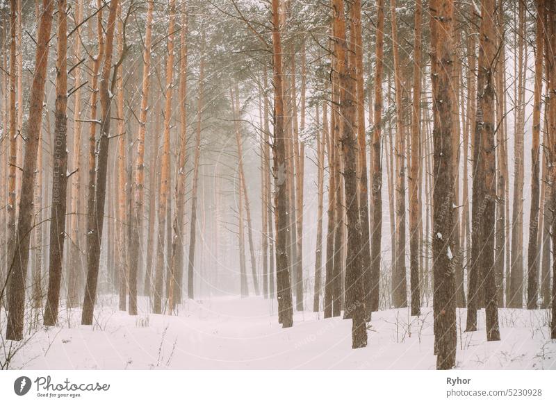 Snowy White Forest In Winter Frosty Day. Snowing In Winter Frost Woods. Snowy Weather. Winter Snowy Coniferous Forest. Blizzard pine beautiful cold