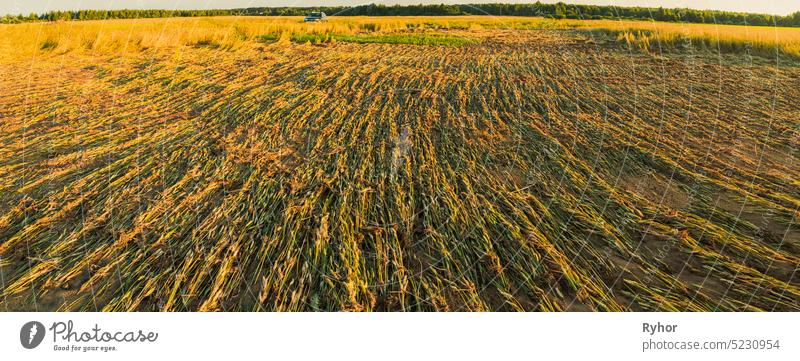 The wheat died after a downpour in field. Consequences of bad weather. Panorama, panoramic View agricultural agriculture copy space countryside crop failure