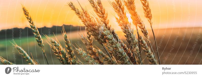 Summer Sun Shining Above Agricultural Landscape Of Ripe Wheat Ear Growing In Field. Panorama, Panoramic View agriculture wheat beautiful cereal close copy space