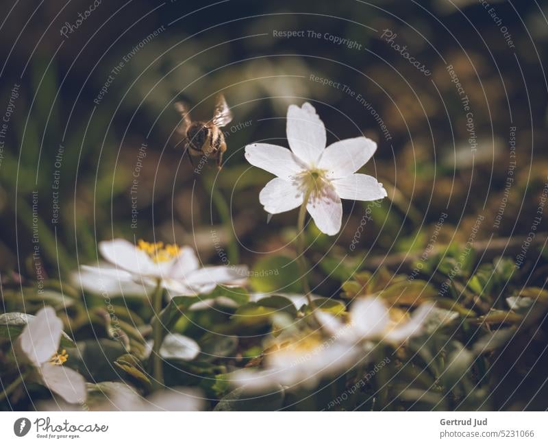 Anemone - anemone with bee in approach Flower Flowers and plants Blossom Colour white Spring Wood anemone Spring flower Spring flowering plant