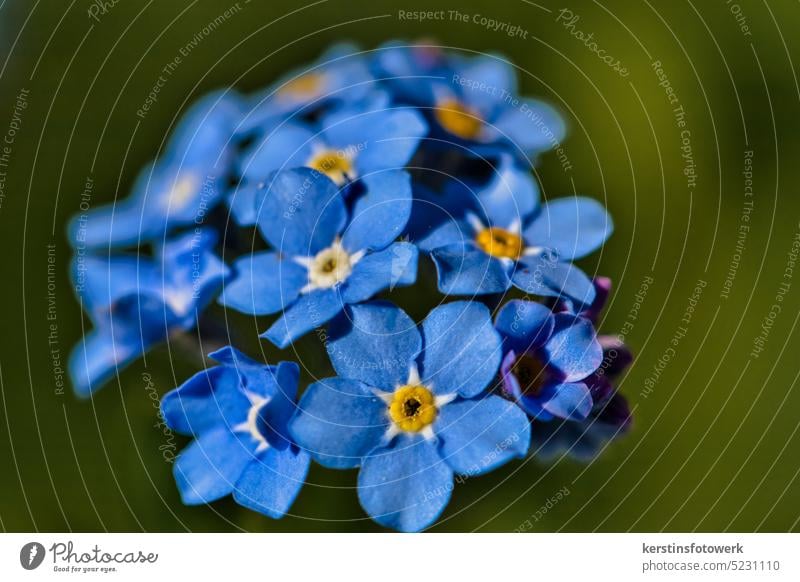Forget-me-not close up Flower Blossom Plant Blue Spring Nature Blossoming Colour photo Exterior shot Shallow depth of field Deserted blurriness Delicate Garden