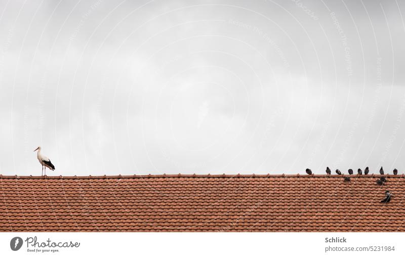 Animal stories, white stork and pigeons on roof ridge Stork Roof Roof ridge brick Hinged roof Sky Small Gray stroll Wild animal Exterior shot
