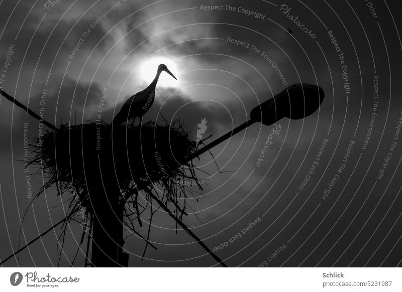 In the moonlight it happens. White stork on its nest before full moon. White Stork Moonlight Nest Back-light Black & white photo Sky Worm's-eye view Full  moon