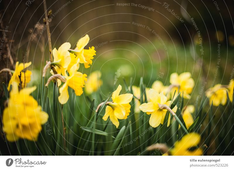 April Nature Plant Spring Flower Grass Blossom Meadow Blossoming Natural Wild Yellow Green Spring fever Narcissus Wild daffodil Narrow Spring flower