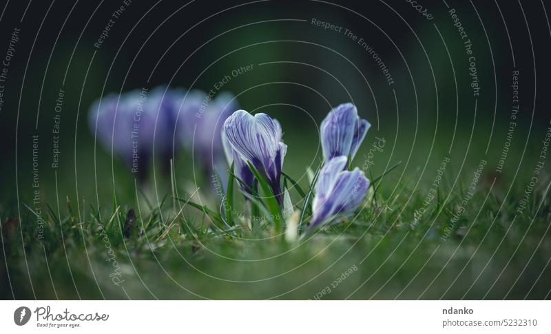 Blooming blue crocuses with green leaves in the garden, spring flowers park blossom growing outdoor stem plant flora floral fresh grass bloom blooming bud