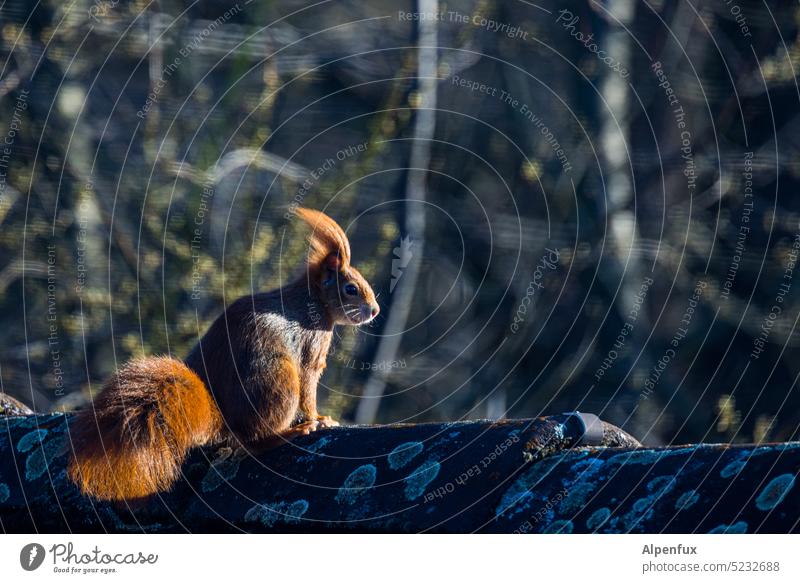 Squirrel in the wind Pelt Exterior shot Wild animal Cute windy windy day Animal portrait Colour photo Rodent Nature hairstyle hairstyle problems